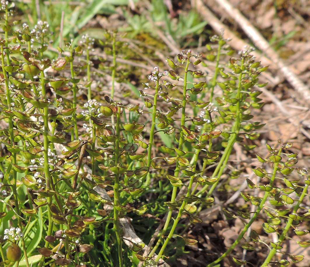 Teesdalia coronopifolia / Teesdalia con foglie di coronopo